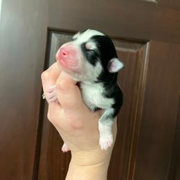 Pomsky Puppies from Sugar Maple Pomskies