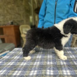 Bearded Collie and Border Collie Puppies from Beloved Bearded & Border Collies