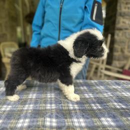 Bearded Collie and Border Collie Puppies from Beloved Bearded & Border Collies
