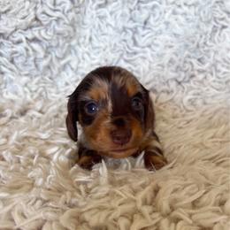 Boy 2 - Dapple male Dachshund puppy in Hindsville, Arkansas from Okie Dokie Doxie