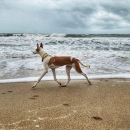 Afghan Hound and Ibizan Hound All Grown Up from Acires Sighthounds