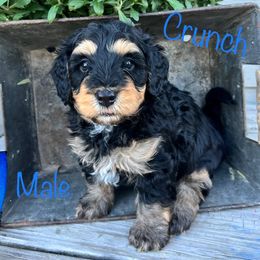 Bernedoodle Puppies from Cobble Creek Puppies