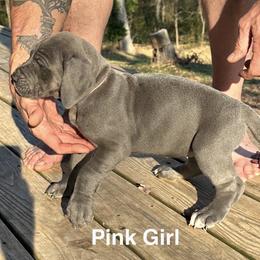 Pink Girl - Blue female Great Dane puppy in Plano, Texas from Blue Thunder Danes