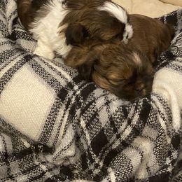 Shih Tzu Puppies from Calta’s Cute Shih Tzus