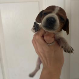 Sif - Piebald female Dachshund puppy in Conroe, Texas from R&M Dachshunds