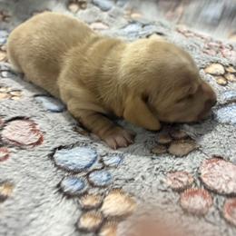 Girl 2 - Cream female Dachshund puppy in Mobile, Alabama from Lady and the Tramp Dachshunds