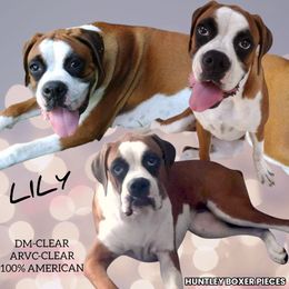 LILY - Boxer