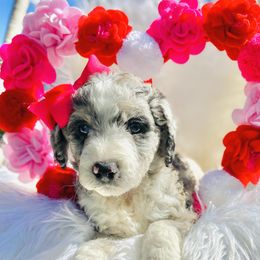 Aussiedoodle and Goldendoodle Puppies from Cuddly Doodles
