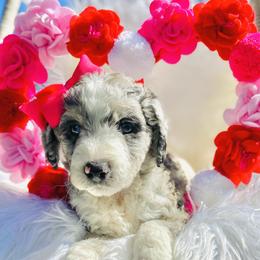 Aussiedoodle and Goldendoodle Puppies from Cuddly Doodles