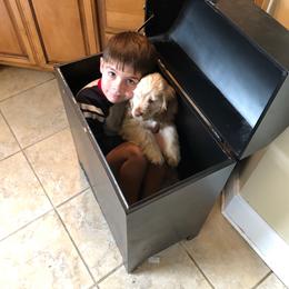 Cocker Spaniel All Grown Up from Kindred Cocker Spaniels in Kentucky