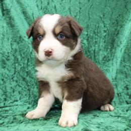 Lucky - Red tri male Miniature Australian Shepherd puppy in Foxworth, Mississippi from Ten Mile Aussies