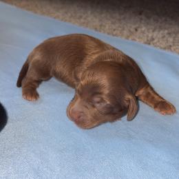 Girl 3 - Chocolate and tan female Dachshund puppy in Bardstown, Kentucky from A & J Doxies