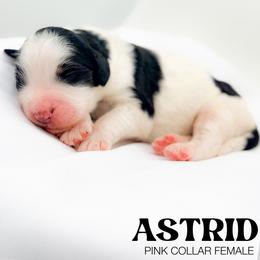 Astrid - Tri-color female Bernedoodle puppy in Tipton, Indiana from Country Creek Doodles
