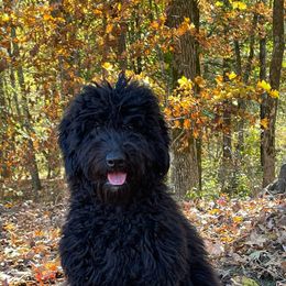 Lime Green Collar (Female) - Goldendoodle puppy in Ozark, Arkansas from Mulberry River Poodles and Doodles, LLC.