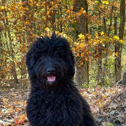 Lime Green Collar (Female) - Goldendoodle puppy in Ozark, Arkansas from Mulberry River Poodles and Doodles, LLC.