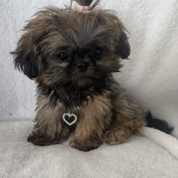 Gracie - Red and tan female Shih Tzu puppy in Connersville, Indiana from Anna’s Shihtzus Darling Dobies and More