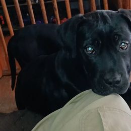 Lavender girl - Boerboel puppy from Flanders Kennels LLC
