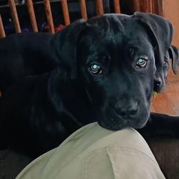 Lavender girl - Boerboel puppy from Flanders Kennels LLC