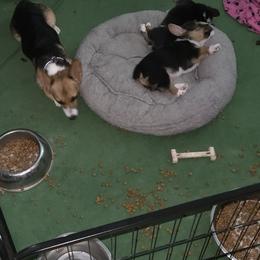 Pembroke Welsh Corgi Puppies from Larile Farm