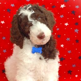 Blue Collar Boy (Sonic) - Parti Poodle puppy in Sugar Hill, Georgia from Secret Cove Standard Parti Poodles