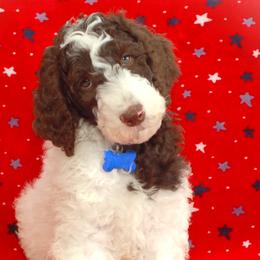 Blue Collar Boy (Sonic) - Parti Poodle puppy in Sugar Hill, Georgia from Secret Cove Standard Parti Poodles