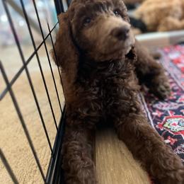 Nutella - Brown female Poodle puppy in Minneapolis, Minnesota from Sanctus Standards
