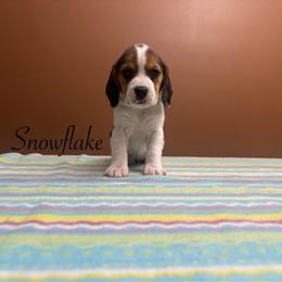 Snowflake - Black white and tan female Beagle puppy in St. Cloud, Minnesota from Beagle Blessings