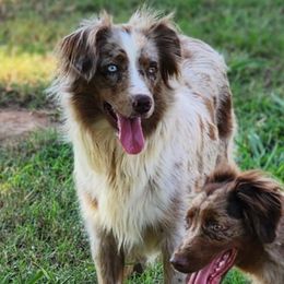 Ginger - Miniature Australian Shepherd