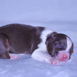 Kristoff - Red tri-color male Australian Shepherd puppy in Easton, Missouri from MMA Kennel