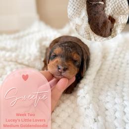 Sweetie - Merle female Goldendoodle puppy in California City, California from Summer Sun Doodles