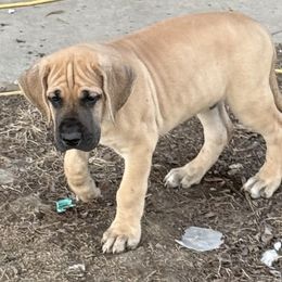 Boy 6 - Great Dane puppy from Bull West Kennels