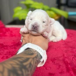 Socks - White male Pomsky puppy in Coos Bay, Oregon from Ocean View Pomskies