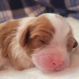 Boy 1 - Blenheim male Cavalier King Charles Spaniel puppy in Castorland, New York from Faithful Friends Cavaliers