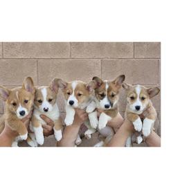 American Corgi and Pembroke Welsh Corgi Puppies from London Bridge Corgis