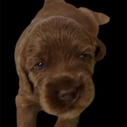 Teeter - Red female Australian Labradoodle puppy in Fontana, California from Glory Labradoodle’s