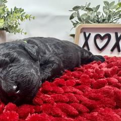 Double Doodle and Goldendoodle Puppies from Sturgeon River Doodles