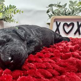 Double Doodle and Goldendoodle Puppies from Sturgeon River Doodles