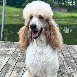 Avonnie - Poodle