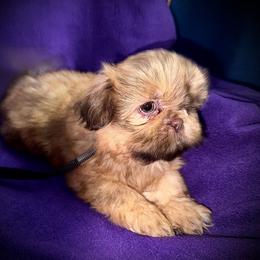 Mochi - Liver female Shih Tzu puppy in North Central Oregon, Oregon from T-Amore Shih Tzu