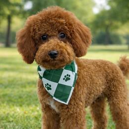 Dodger - Poodle