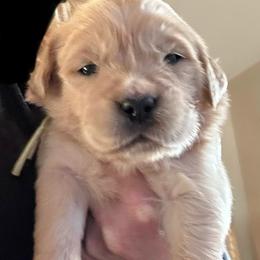 Second Pick Reservation Spot - Golden male Golden Retriever puppy in Garland, Texas from RFGoldens