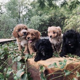 Cavapoo, Cockapoo, Goldendoodle, and Maltipoo Puppies from Perdue Puppies