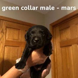 Boy 1 - Black male Labrador Retriever puppy in Sparta, Wisconsin from Valley Creek Dog Boarding and Training