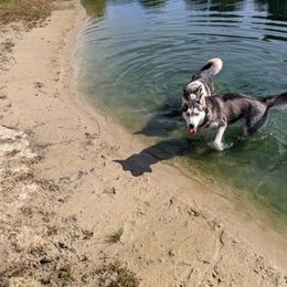 Siberian Husky All Grown Up from AKC-ley Huskies