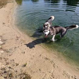 Siberian Husky All Grown Up from AKC-ley Huskies