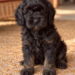 Cavapoo puppies from SongPaws
