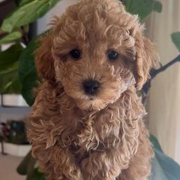 Elizabeth - Apricot female Poodle puppy in Traverse City, Michigan from Riyem Wildflower Farms