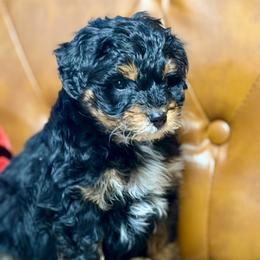 Frankie - Black phantom male Aussiedoodle puppy in Burbank, Ohio from Berns & Doodles