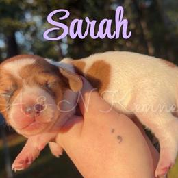 Sarah - Piebald female Dachshund puppy in Brandon, Mississippi from A & N Kennel’s Mini Dachshunds