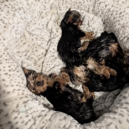 Yorkshire Terrier All Grown Up from Ariadna Boyd